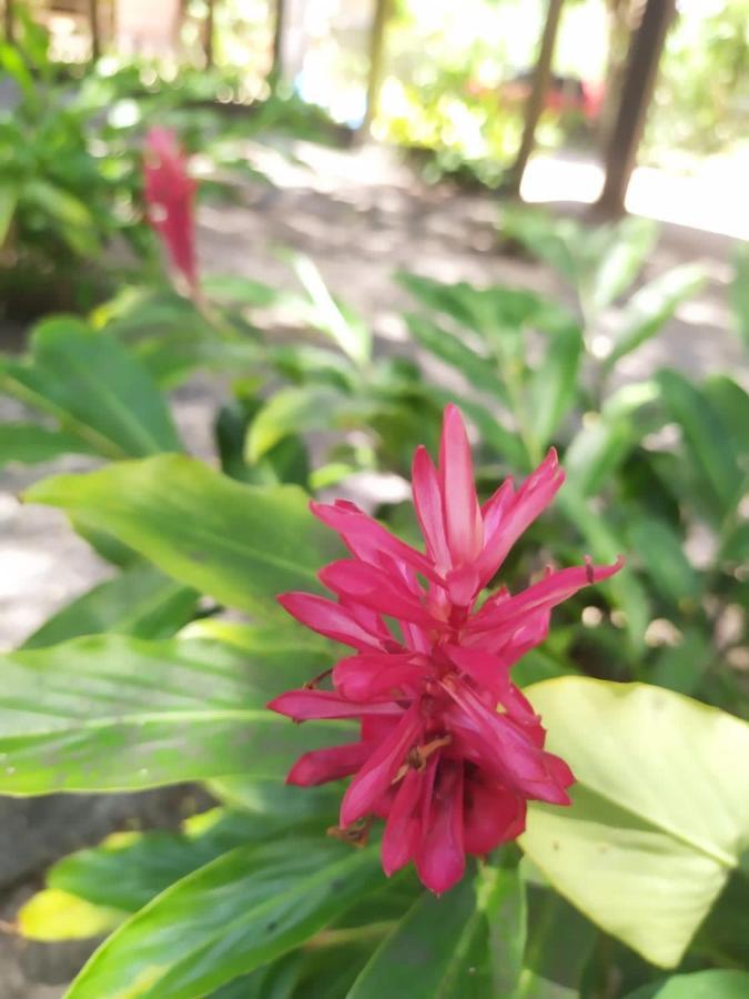 Pousada Tamarindos Barra Grande  Eksteriør billede